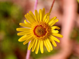 close up of yellow flower - MACRO PHOTOGRAPHY