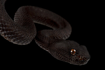 Mangrove Viper (Cryptelytrops purpureomaculatus)