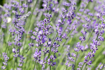 Fototapeta premium Blooming Lavender flowers field panoramic view for summer background, banner. Soft selective focus.