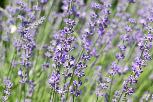 Blooming Lavender flowers field panoramic view for summer background, banner. Soft selective focus. © Elena