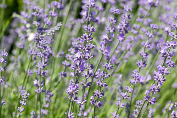 Beautiful lavender flower. Selective and soft focus on lavender flower. Lavender flowers lit by sunlight in flower garden