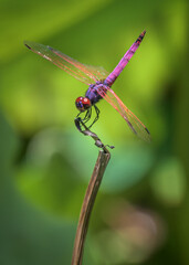 Mauritius dragonfly