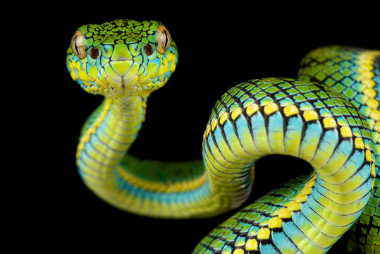 Schultze's Pit Viper (Parias schultzei)