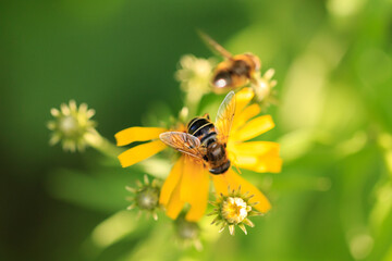 A bee collects pollen from a yellow chamomile field flower in a meadow on sunny day.