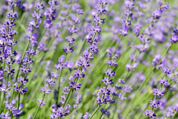 Blooming Lavender flowers field panoramic view for summer background, banner. Soft selective focus.