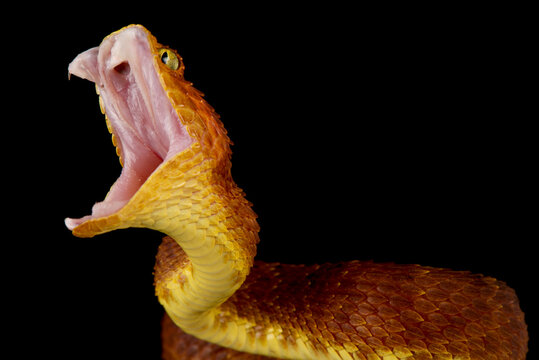 Attacking Bush viper  (Atheris squamigera)