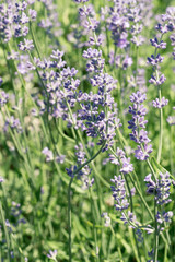 Selective focus on purple lavender flowers on blur background.  Pastel colors background. Soft dreamy feel.