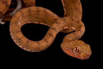 Philippine pitviper (Parias flavomaculatus)