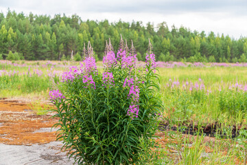 Blooming bush fireweed in the summer. Field of flowers near the forest.