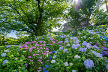 Naklejka premium 神奈川県小田原市 小田原城のあじさい・花菖蒲園
