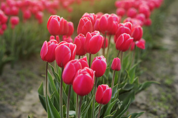 tulip bloom in morning