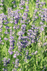 Selective focus on purple lavender flowers on blur background.  Pastel colors background. Soft dreamy feel.