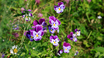 Wild violet viola tricolor or pansy blooming in meadow on sunny summer day. Green grass background with copy space