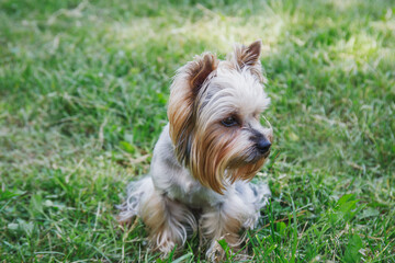 Yorkshire terrier for a walk in the park. Portrait of a dog in nature. 