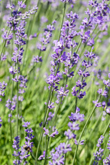 Fototapeta premium Beautiful lavender flower. Selective and soft focus on lavender flower. Lavender flowers lit by sunlight in flower garden