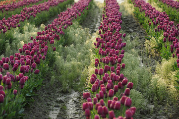 Fototapeta na wymiar tulip farm