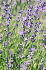 Selective focus on purple lavender flowers on blur background.  Pastel colors background. Soft dreamy feel.