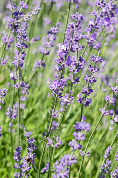 Beautiful lavender flower. Selective and soft focus on lavender flower. Lavender flowers lit by sunlight in flower garden © Elena