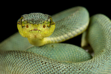 Amazonian palmviper (Bothrops bilineatus bilineatus)