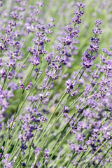 Selective focus on purple lavender flowers on blur background.  Pastel colors background. Soft dreamy feel.