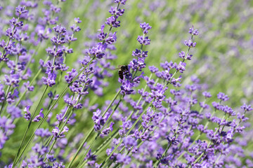Obraz premium Selective Focus on Spring insects. A Humblebee colect nectar on blue flowers of a lavender field. Bumblebee also known as carpenter bee. Blurred background.