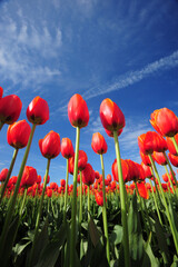 tulip with blue sky