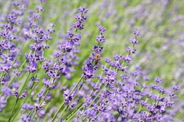 Obraz premium Selective Focus on Spring insects. A Humblebee colect nectar on blue flowers of a lavender field. Bumblebee also known as carpenter bee. Blurred background.