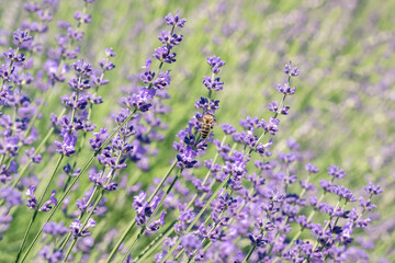 Bees collect nectar on lavender flowers.Selective Focus on Spring insects. Pastel colors background. Soft dreamy feel.