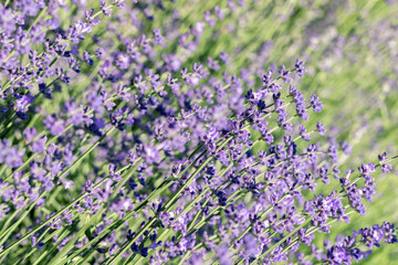 Fototapeta premium Selective focus on purple lavender flowers on blur background. Pastel colors background. Soft dreamy feel.