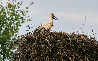 Eastern Europe, Republic of Belarus, Kachanovichi village, Pinsk district, Brest region. Nest with storks.