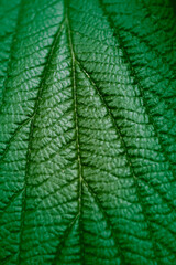 Fototapeta premium Blatt makro