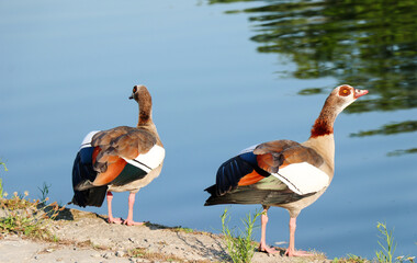 close up of beautiful egyptian gooses with beautiful colors standing in front of the Meuse river in Europe in summer season.