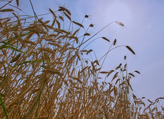 Fototapeta premium Wheat field against the blue sky. Harvest.