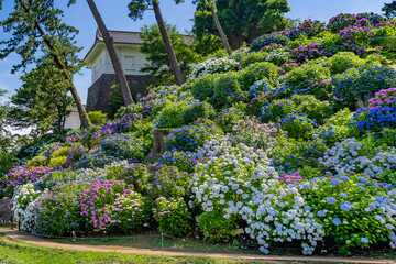 Naklejka premium 神奈川県小田原市 小田原城のあじさい・花菖蒲園