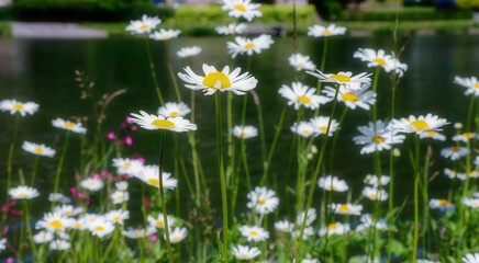 beautiful landscape of a small white marguerite flowers growth near by the river in summer season.