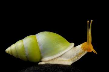 Green tree snail (Amphidromus atricallosus) © mgkuijpers