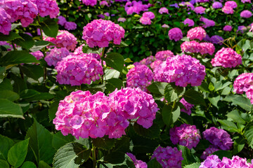 神奈川県小田原市　小田原城のあじさい・花菖蒲園