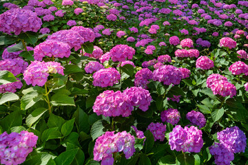 Fototapeta premium 神奈川県小田原市 小田原城のあじさい・花菖蒲園