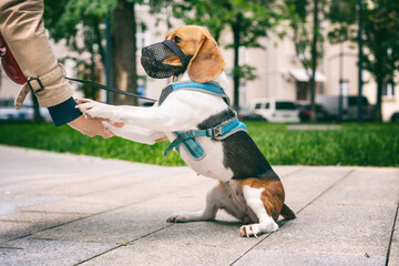 A beagle dog in a harness walking in the city with the owner, performing commands, gives paws