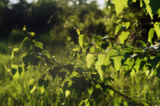Fresh birsh tree leaves in June