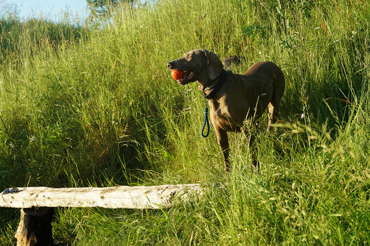 Idyllic Weimar Pointing Dog - Weimaraner  with a ball in his teeth  in  Moscow - bitch
