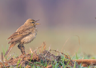Singing Field Pipit 