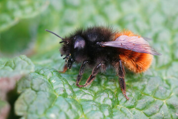 Closeup of a colorful female European orchard horned mason bee, Osmia cornuta on a green leaf