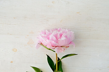Fototapeta na wymiar Studio shot of a single beautiful peony flower over white background with a lot of copy space for text. Feminine floral composition. Close up, top view, backdrop, flat lay.
