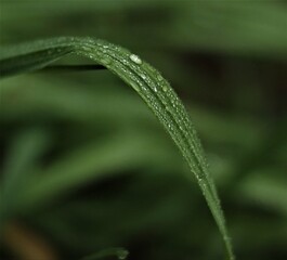 water drops on a grass