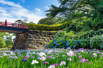 Hortensia en iristuin bij Odawara Castle, Odawara City, Kanagawa Prefecture