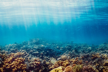 Underwater coral reef on the red sea