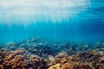  Onderwater koraalrif aan de rode zee © vovan