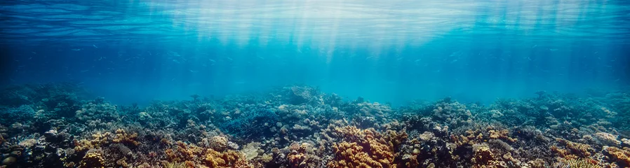  Onderwater koraalrif aan de rode zee © vovan