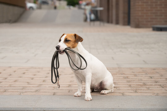 Lonely abandoned Jack Russell Terrier holds a leash in his mouth. Dog lost in the outdoors